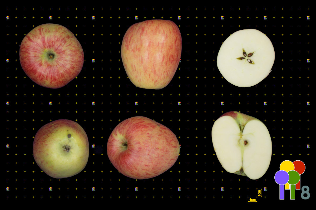 plaatje niet gevonden